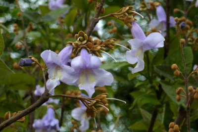 Paulownia tomentosa - pavlonie plstnatá - květ